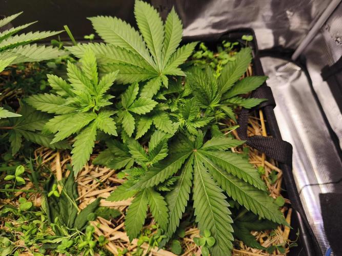 100 Liter living soil. Week 6 - Allkush