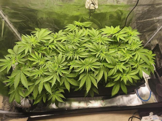 100 Liter living soil. Week 7 - Seriotica 1/2/Allkusch