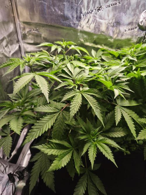 100 Liter living soil. Week 7 - Seriotica 1