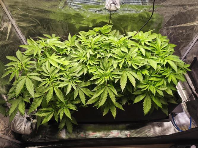 100 Liter living soil. Week 7