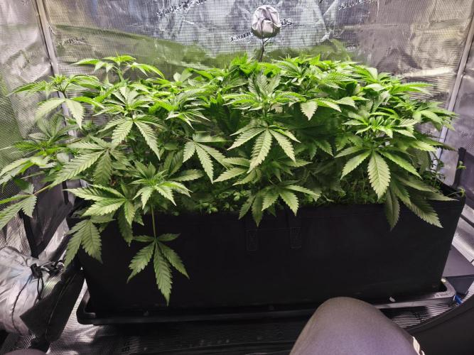 100 Liter living soil. Week 7