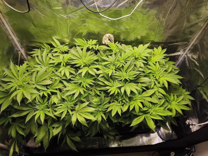 100 Liter living soil. Week 8