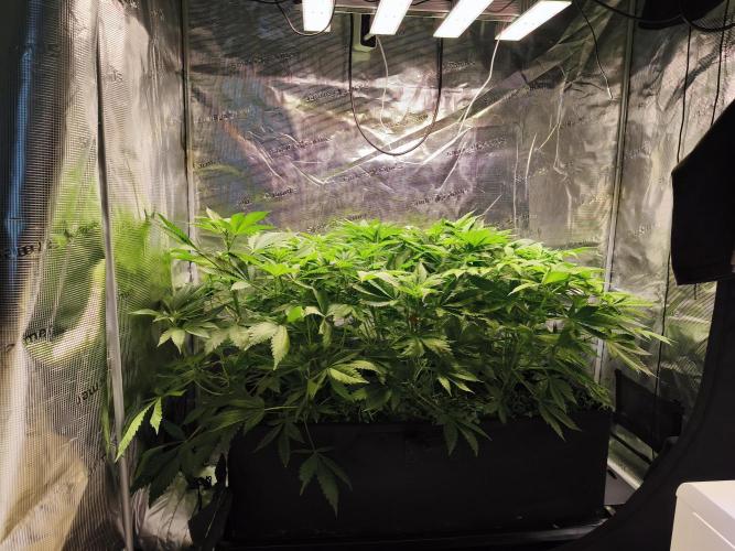 100 Liter living soil. Week 8