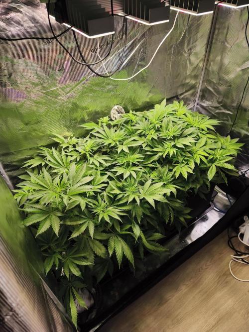 100 Liter living soil. Week 8