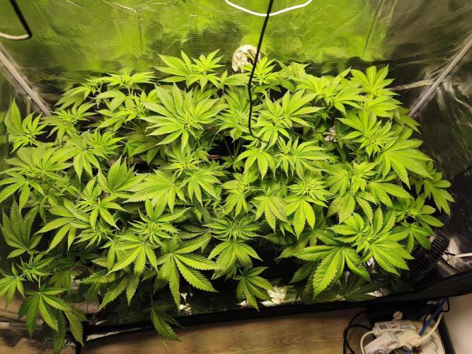 100 Liter living soil. Week 8