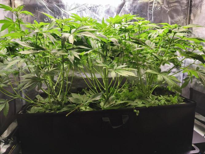 100 Liter living soil. Week 8 - after defoliation