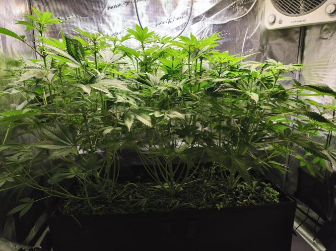 100 Liter living soil. Week 9