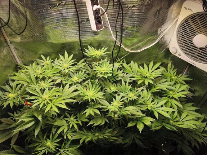 100 Liter living soil. Week 10 - before defoliation