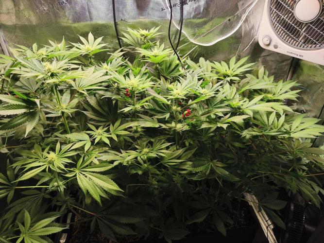 100 Liter living soil. Week 10 - before defoliation