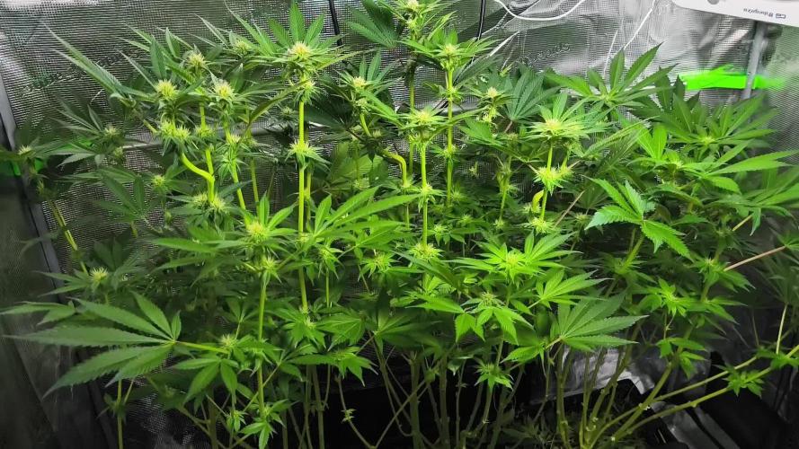 100 Liter living soil