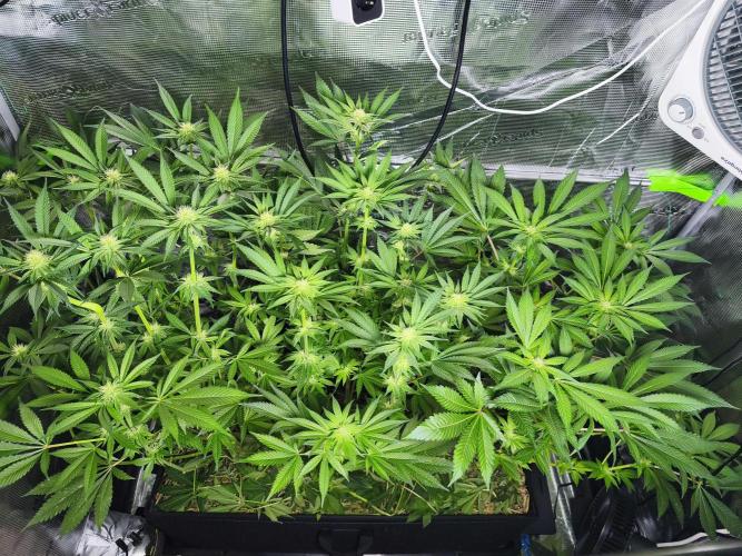 100 Liter living soil. Week 10 - after defoliation