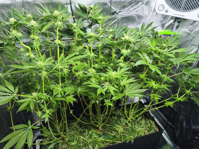 100 Liter living soil. Week 10