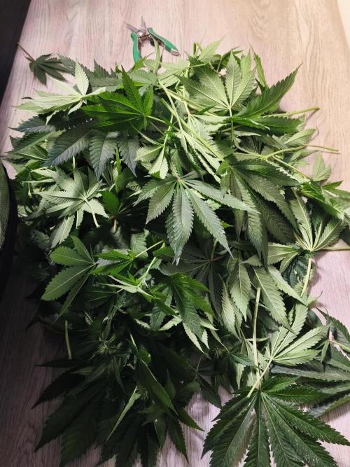 100 Liter living soil. Week 10