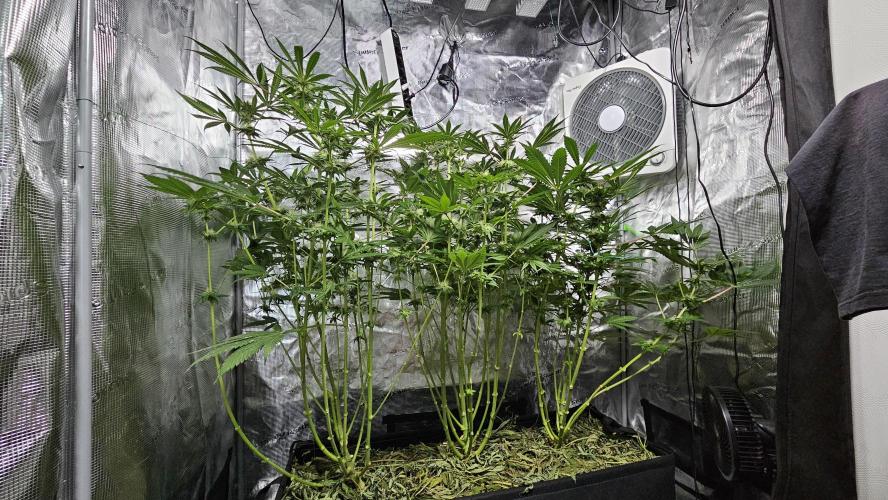100 Liter living soil. Week 12 - Seriotiica 1/2/Allkush