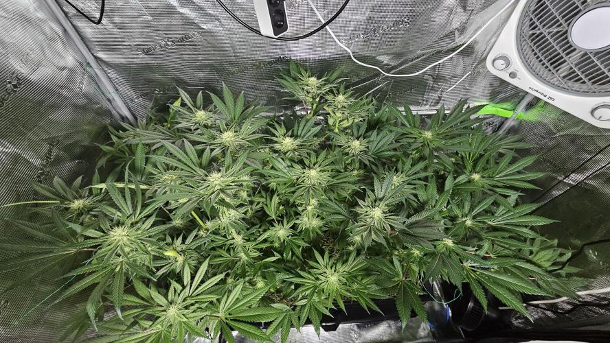 100 Liter living soil. Week 12 - Seriotiica 1/2/Allkush