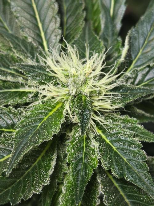 100 Liter living soil. Week 13 - Allkush