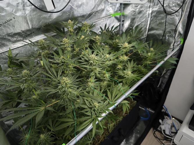 100 Liter living soil. Week 13