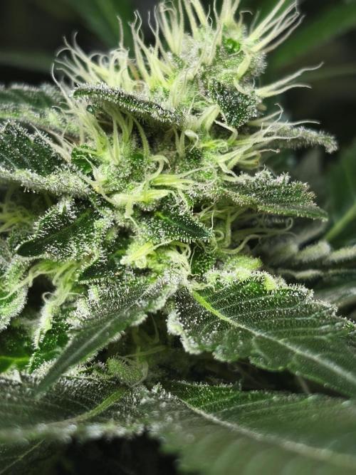 100 Liter living soil. Week 14 - Allkush