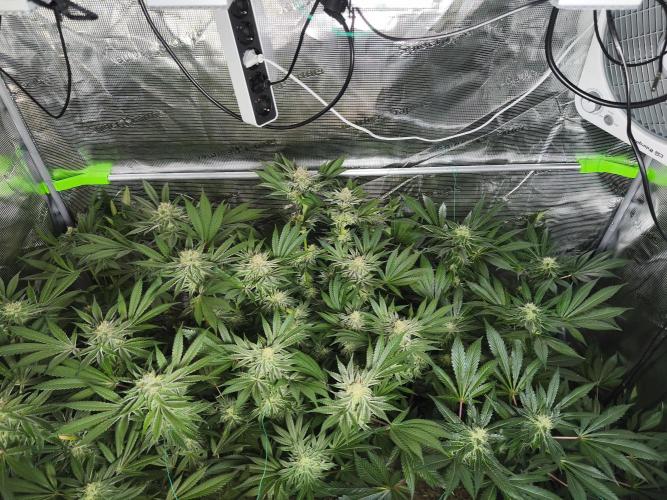 100 Liter living soil. Week 14