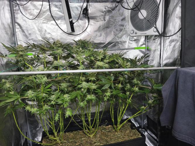 100 Liter living soil. Week 14