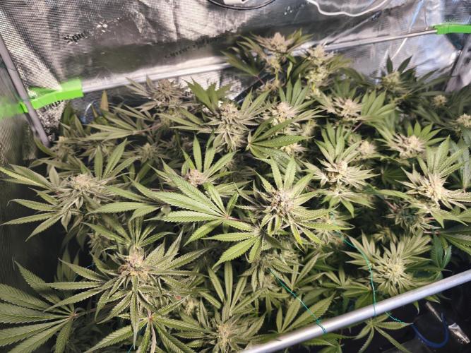 100 Liter living soil. Week 15 - Seriotica 1
