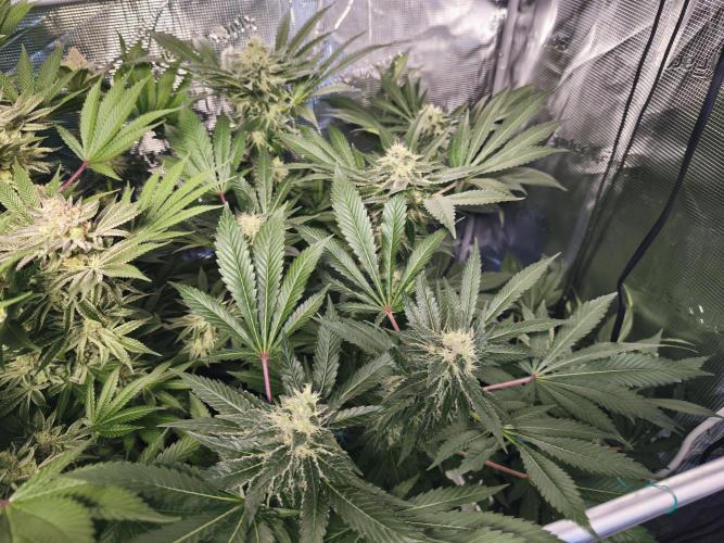100 Liter living soil. Week 15 - Allkush