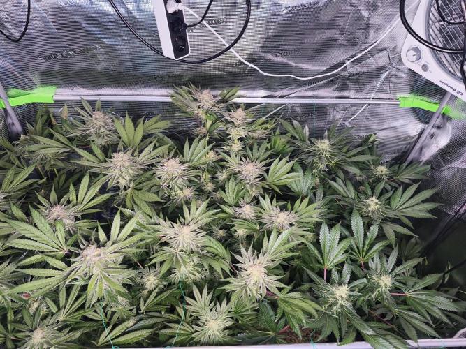 100 Liter living soil. Week 15 - Seriotica 2