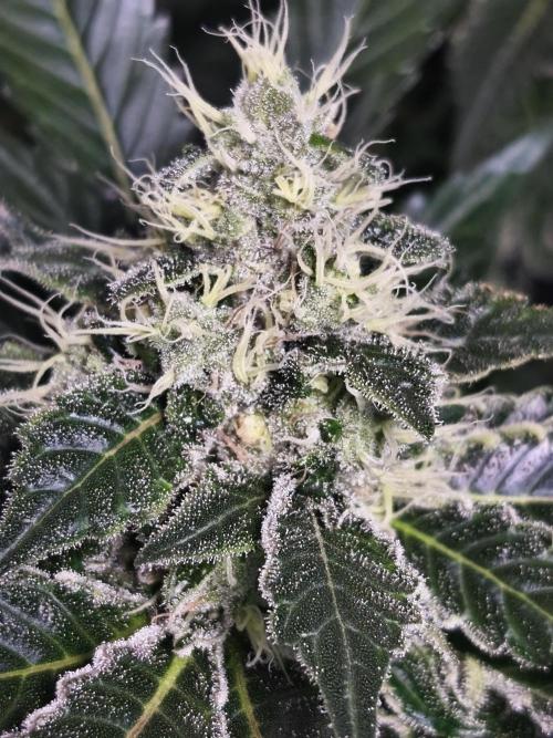 100 Liter living soil. Week 15 - Allkush