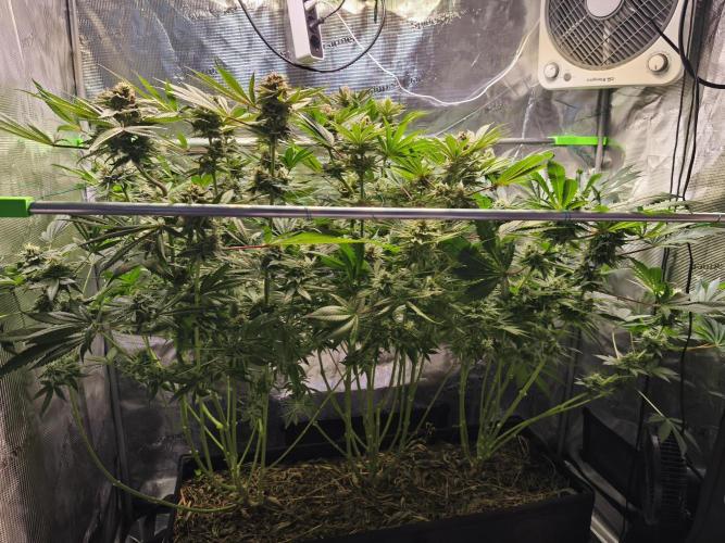 100 Liter living soil. Week 15