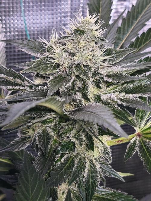 100 Liter living soil. Week 15