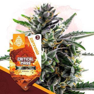 Critical Mass 2026. Week 0