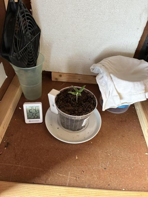 Critical Mass 2026. Week 2