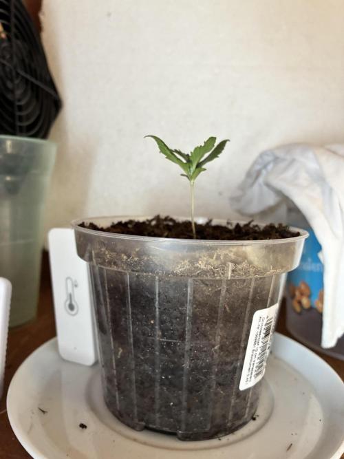 Critical Mass 2026. Week 2