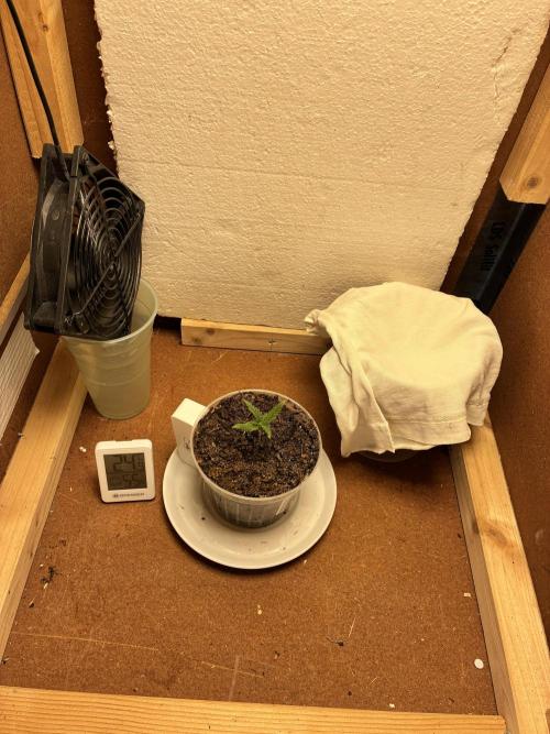 Critical Mass 2026. Week 2