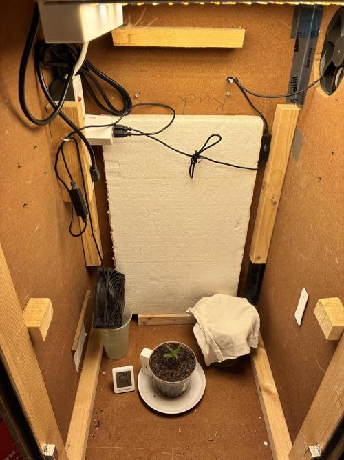 Critical Mass Automatic. Week 2