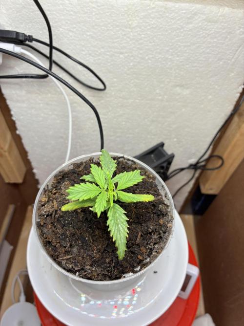 Critical Mass 2026. Week 3