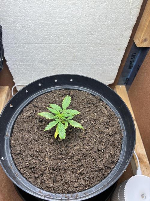 Critical Mass 2026. Week 3 - Umgetopft…