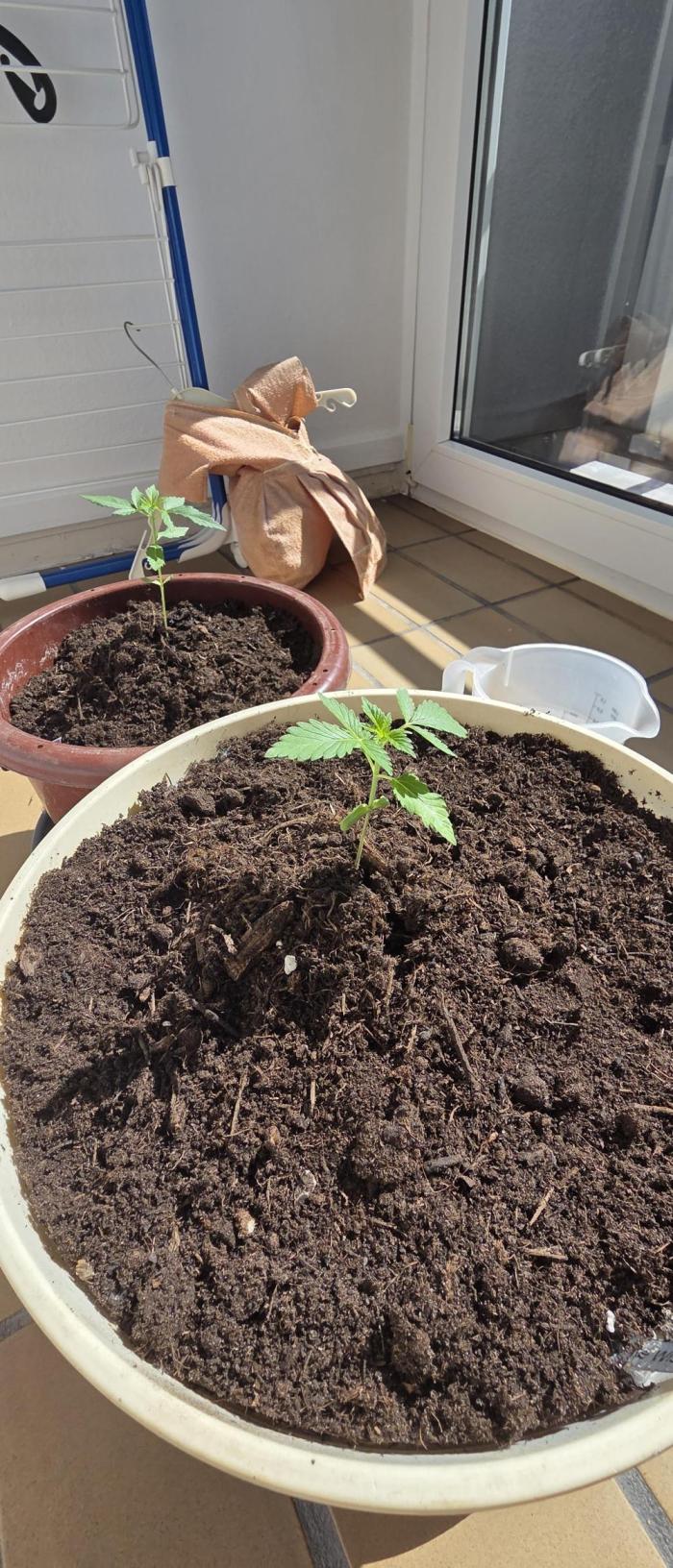 Mimosa Evo & White W.XXL in/Outdoor Mix. Week 2 - 3. Woche insgesamt, bis jetzt nur 🌞 