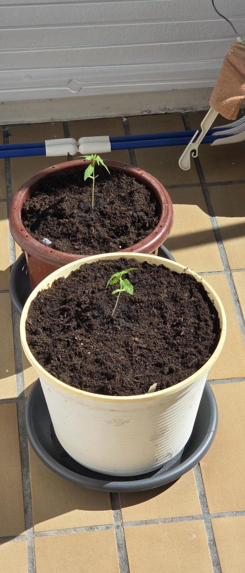 Mimosa Evo & White W.XXL in/Outdoor Mix. Week 1 - Beiden geht es gut, nur Sonne 
