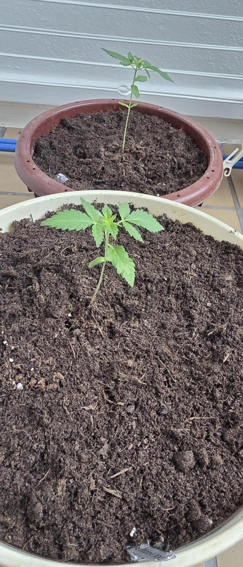 Mimosa Evo & White W.XXL in/Outdoor Mix. Week 1 - WHITE WIDOW XXL