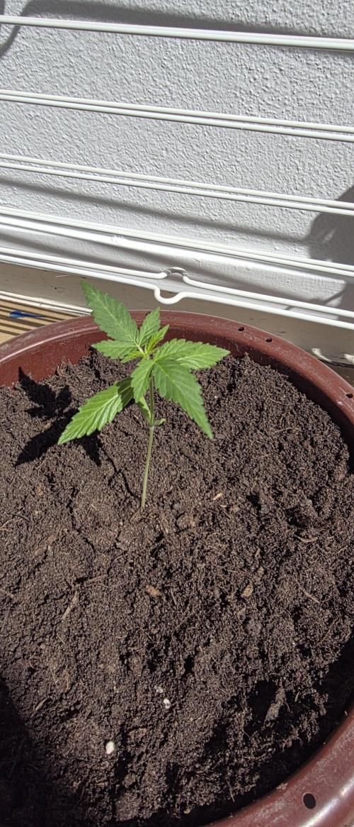 Mimosa Evo & White W.XXL in/Outdoor Mix. Week 1 - MIMOSA EVO 