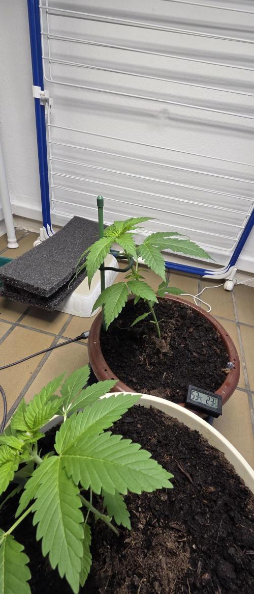 Mimosa Evo & White W.XXL in/Outdoor Mix. Week 5 - Mimosa LST und Topping.