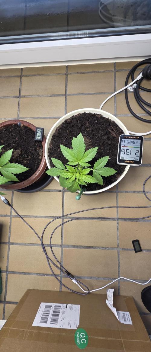 Mimosa Evo & White W.XXL in/Outdoor Mix. Week 5