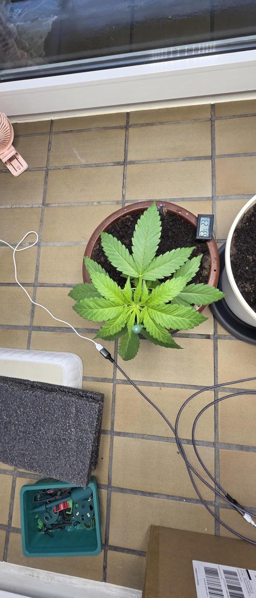 Mimosa Evo & White W.XXL in/Outdoor Mix. Week 5