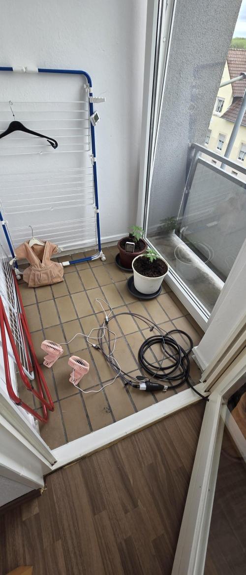Mimosa Evo & White W.XXL in/Outdoor Mix. Week 3 - Vorbereitung für neues Setup,ts1000 und Ventilatoren 