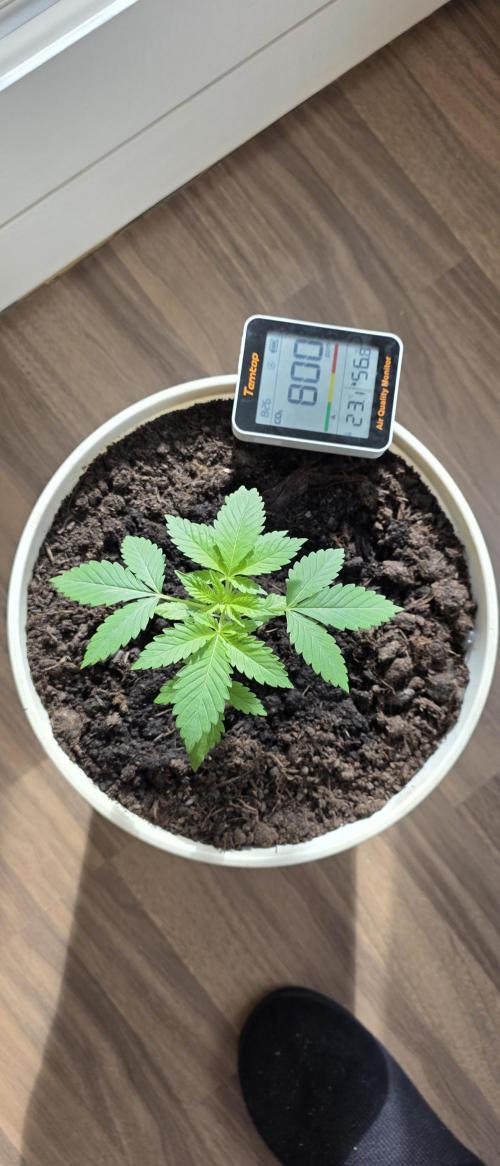 Mimosa Evo & White W.XXL in/Outdoor Mix. Week 3 - WW