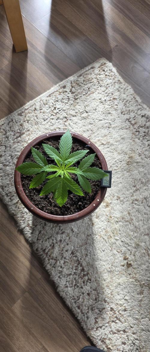 Mimosa Evo & White W.XXL in/Outdoor Mix. Week 3 - MIMOSA