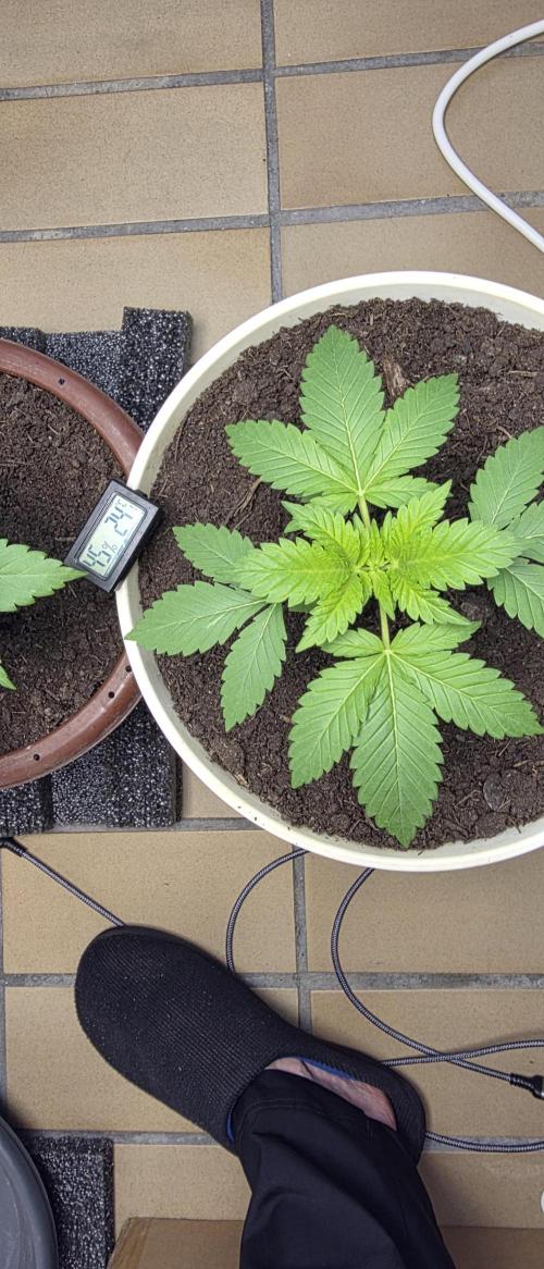 Mimosa Evo & White W.XXL in/Outdoor Mix. Week 4 - Mimosa