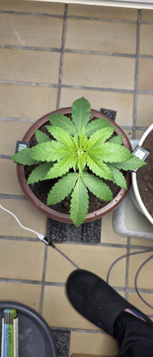 Mimosa Evo & White W.XXL in/Outdoor Mix. Week 4 - WW XXL