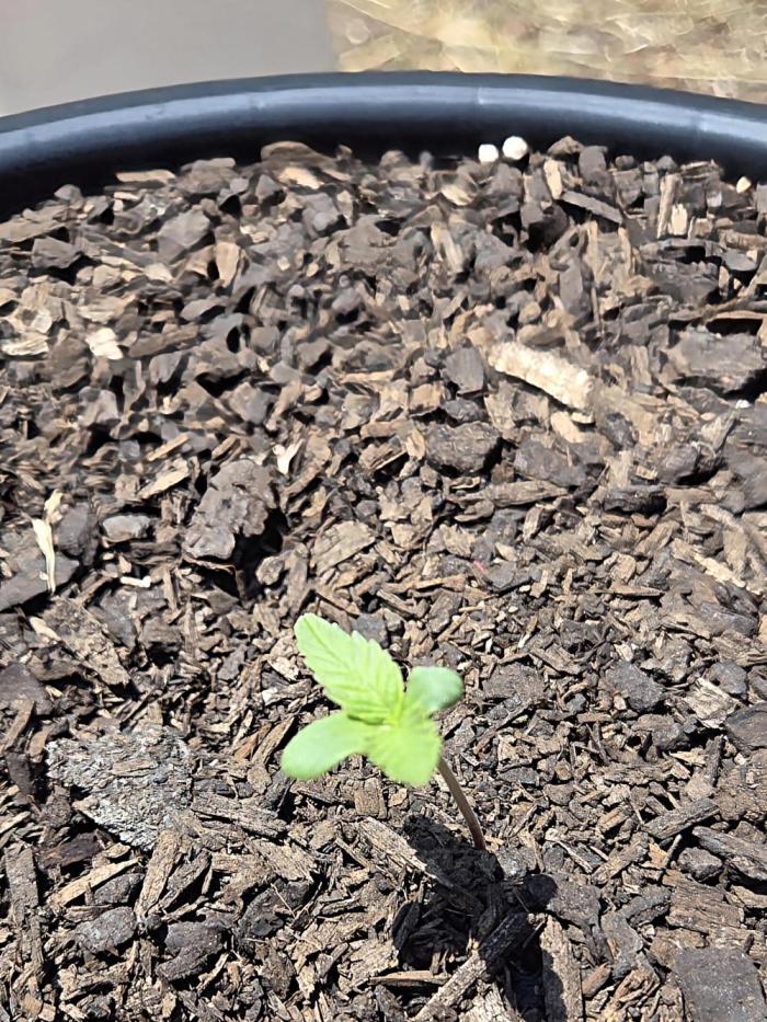 Northern Lights Auto Outdoor/Indoor. Week 1